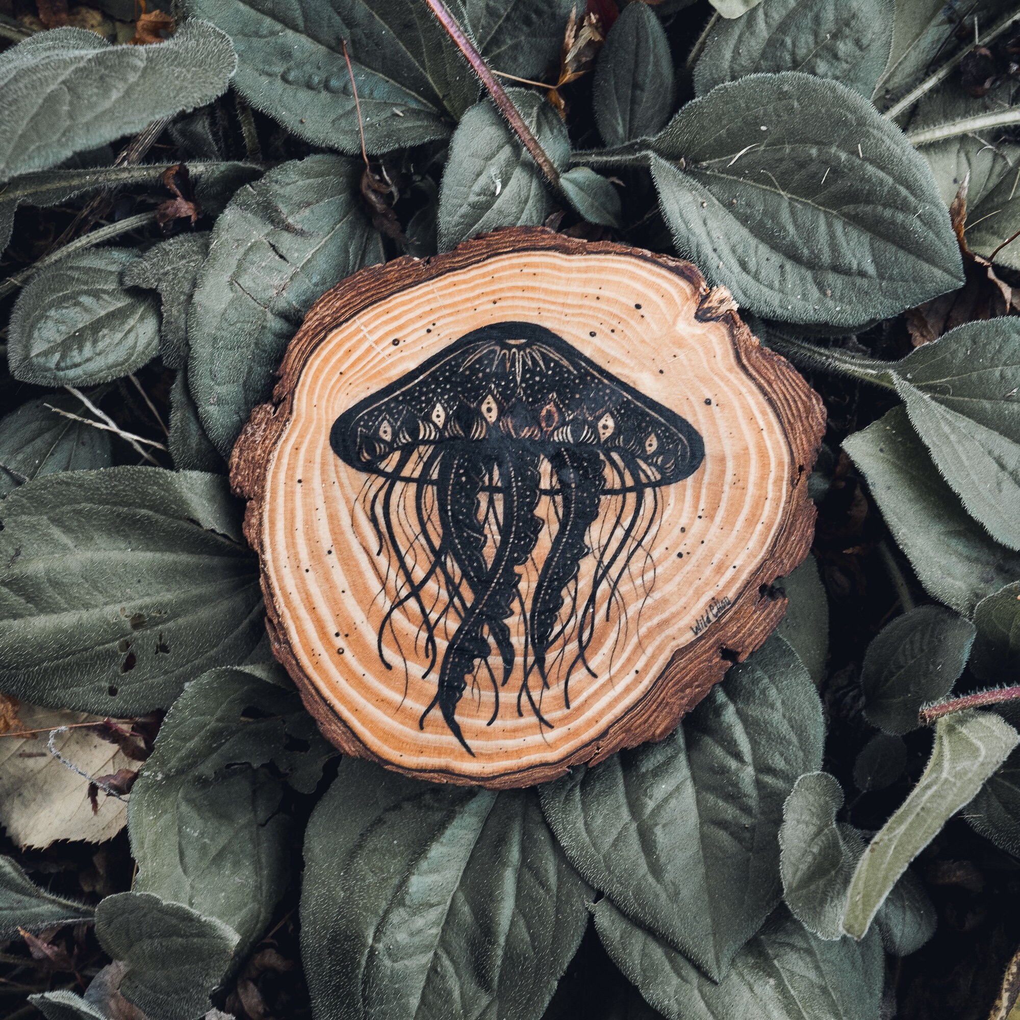 Jellyfish | Rondin de Bois Illustré à La Main Wood Slice Art