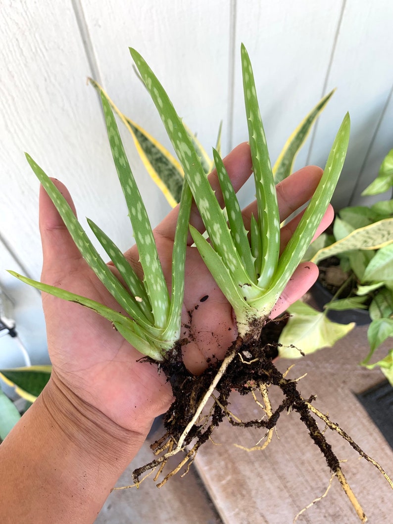 Aloe Vera pup plant... Etsy