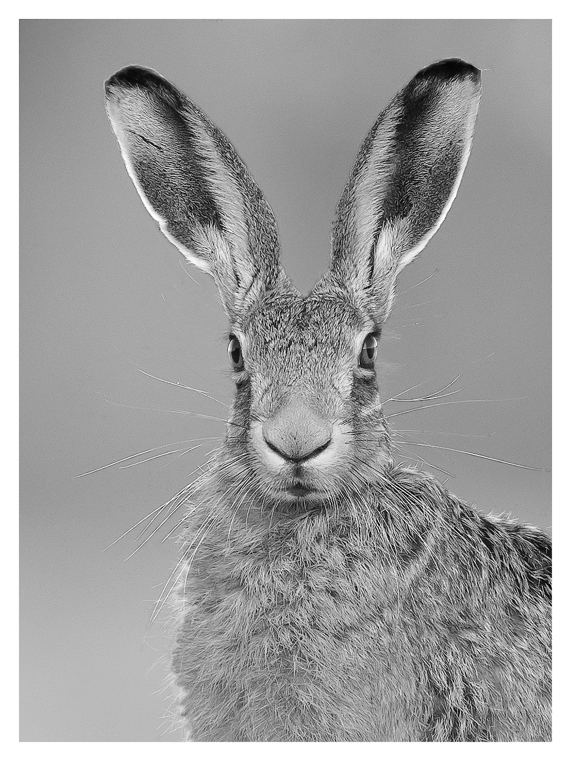 Schwarz und weiß Hase Fotografie INSTANT DIGITAL DOWNLOAD - Etsy.de