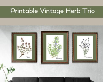 May include: Three framed botanical prints of herbs, with a brown frame and a green mat. The prints feature illustrations of Thyme, Rosemary, and Lavender, with the name of each herb printed below the illustration.
