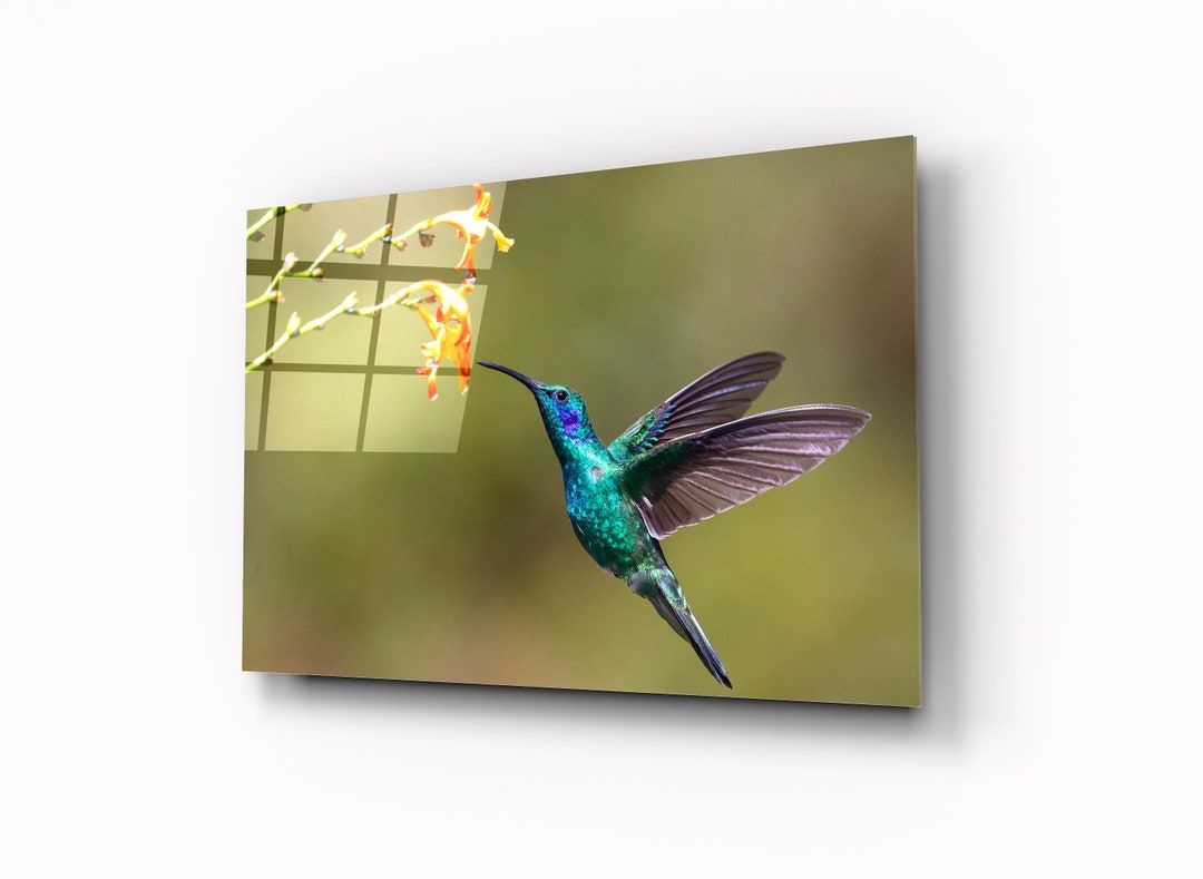 Hummingbird Print Glass Bird Wall Art Exotic Wildlife Fine Etsy UK