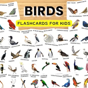 60 Bird Flashcards Printable for Kids – Montessori Preschool Learning Cards | Land, Water & Exotic Bird Identification Game