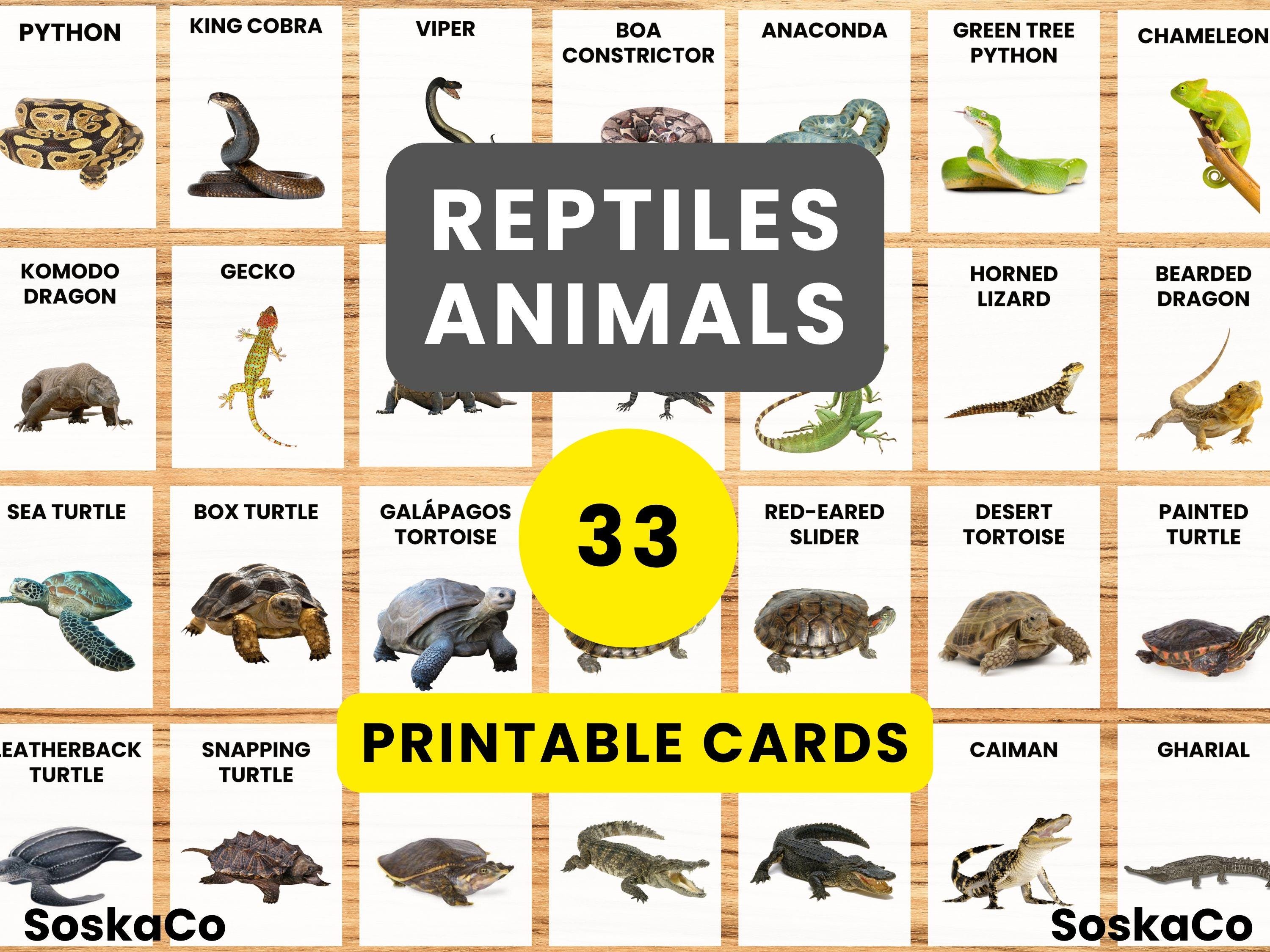33 Reptile Flashcards, Montessori Animals, Activities PDF