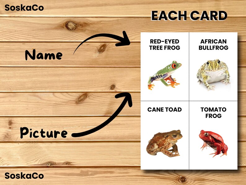 Amphibian Animal, Montessori Animals, Realistic Animals, Amphibians ...