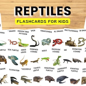 33 Flashcards de Répteis para Crianças – Cartões de Aprendizagem para Imprimir para Pré-Escola, Montessori, Atividades Científicas para Ensino Domiciliar em PDF
