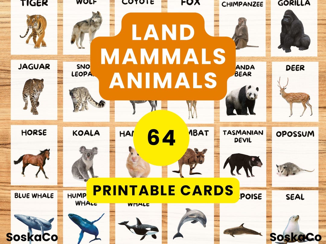 Mammals Animal Flashcards for Kids, Mammal Animals, Realistic Animal ...