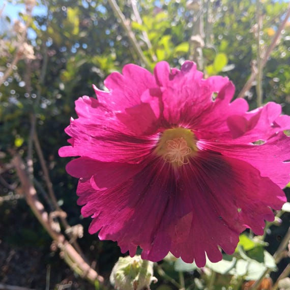 Heirloom, Organic, Non-GMO Hollyhock Seeds-Both Magenta As Well As Pink Singles