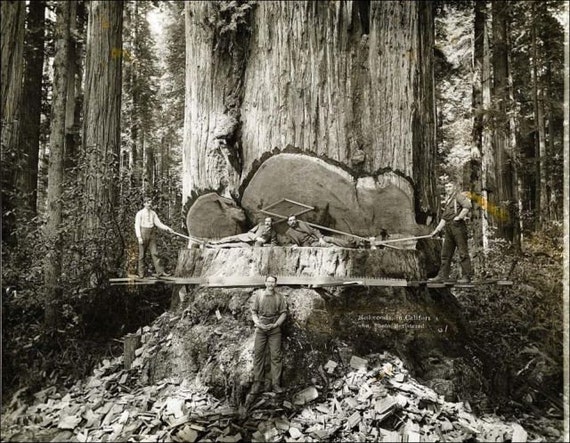 洋楽 Unfinished Business / Redwood Landing Old growth solid Salvaged redwood milled tongue & groove 8