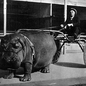 May include: A black and white photo of a hippopotamus pulling a carriage with a person sitting in it. The hippopotamus is harnessed to the carriage and is walking forward. The person in the carriage is wearing a hat and is holding the reins. The carriage has two wheels and is made of metal. The photo is taken from a low angle, so the hippopotamus is in the foreground and the carriage is in the background.