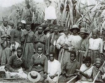 Histoical Photo ArtPlantation Slaves 1864 8 x10 Photo African American african american wall art Black HIstory Month