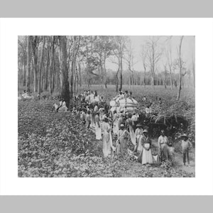 May include: Black and white photograph of a group of people working in a field. The people are carrying large bags of cotton on their backs and are walking towards a wagon. There are trees in the background.