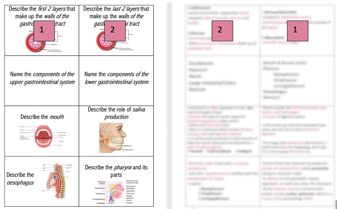 Digestive System Flashcards printable Etsy