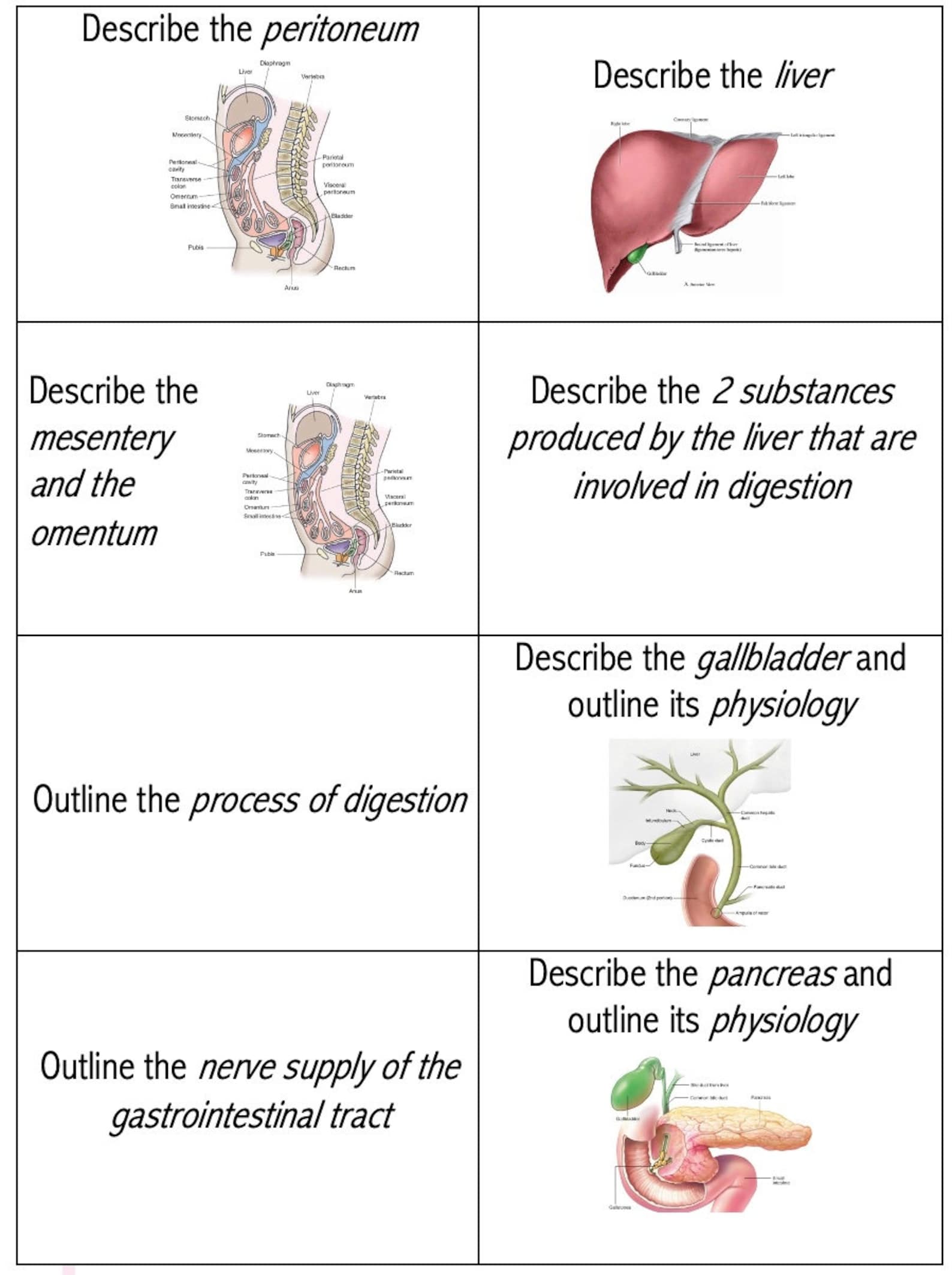Digestive System Flashcards printable Etsy