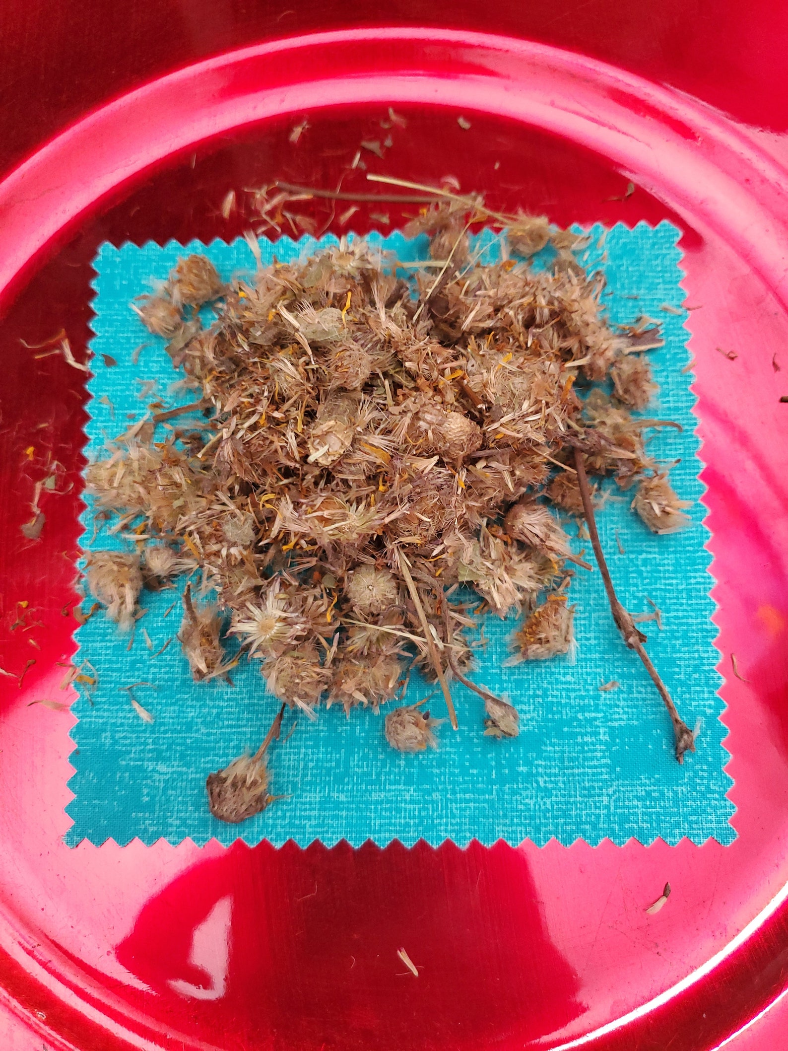 Dried Arnica Flower Etsy