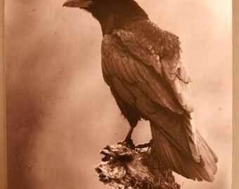 The Gothic Crow for Art Journal Book of Shadows Grimoire Matte Sticker 3x3 in