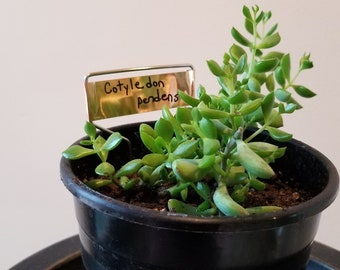 May include: A succulent plant in a black pot with a gold tag that reads "Cotyledon pendens".