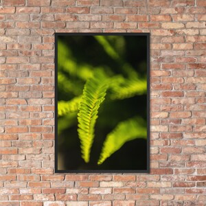 Ferns - Framed Nature Poster