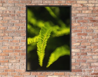 Ferns - Framed Nature Poster