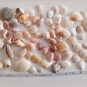 May include: A collection of various seashells in shades of white, beige, pink, and brown. The shells vary in size and shape, including conch, scallop, and spiral forms. A ruler is placed at the bottom, showing measurements in inches.
