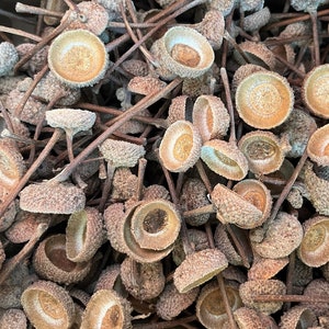 May include: A pile of brown acorn caps with stems attached. The caps are dry and have a rough texture.