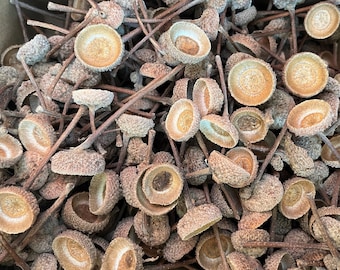 10 Natural White Oak Acorn Caps with Stems, Various Sizes from 3/4" to 1 1/8", Fall Crafting, Natural Crafting, Cleaned, Sanitized