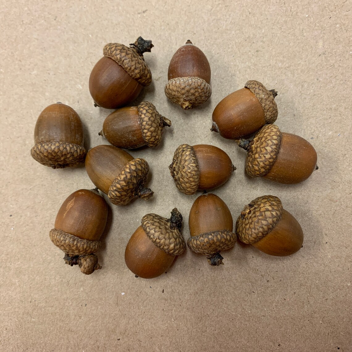 12 Red Oak Acorns with Caps Etsy