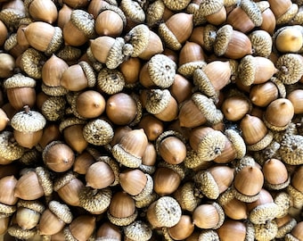 15 Medium Sized, Natural, Southern Red Oak Acorns with Caps - Cleaned, Dried and Sanitized, For Crafting, Fall Decorating - Approximately 1"
