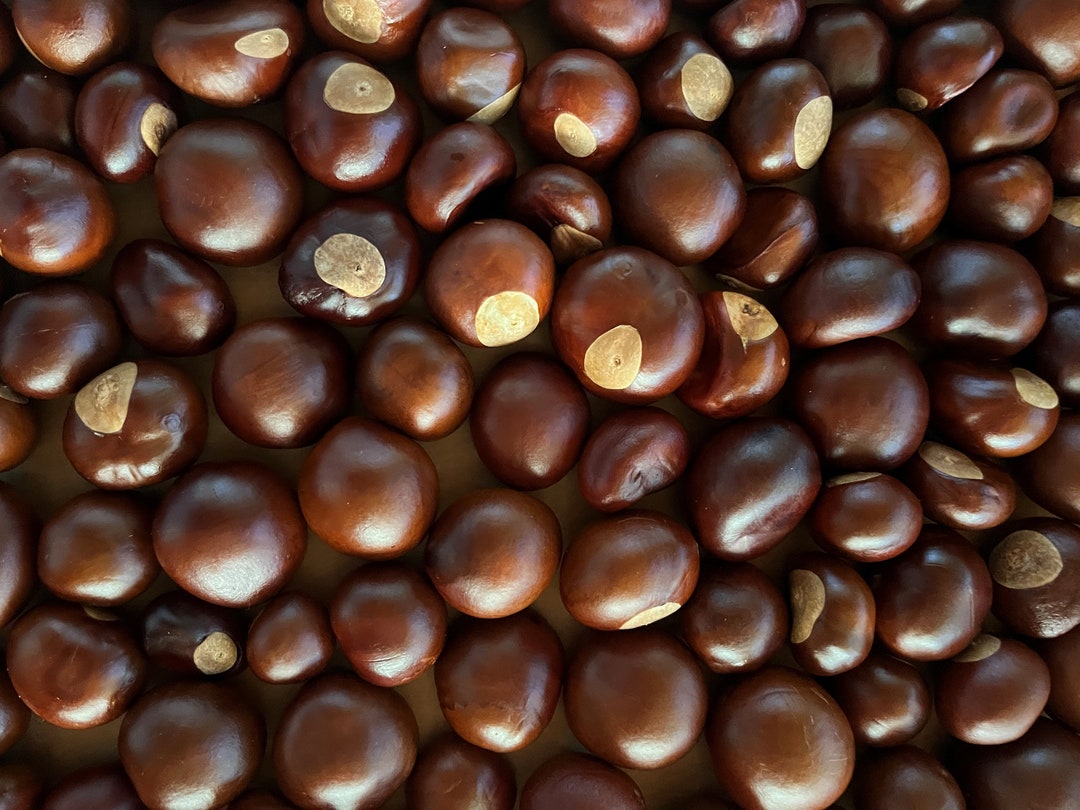 8 Natural Buckeye Nuts, Choose Small, Medium or Large, Crafting, Fall