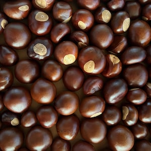 May include: A close-up shot of numerous brown horse chestnuts, some with light-colored patches. The smooth, glossy nuts are tightly packed together, creating a textured surface. The image showcases the natural beauty of the chestnuts.