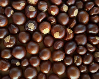 8 Natural Buckeye Nuts, Choose Small, Medium or Large, Crafting, Fall Decorating, Lucky Buckeyes - Cleaned and Dried, No Acrylic Coating
