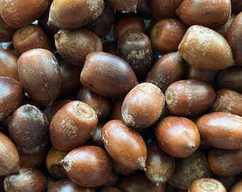 20 Natural, New Hampshire Red Oak Acorns - Cleaned, Dried and Sanitized, For Crafting, Fall Decorating - Approximately 1" - No Caps