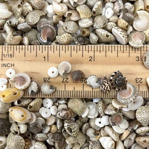 May include: A collection of small seashells in various shapes, sizes, and colors, including white, tan, and brown. A wooden ruler with inch markings is placed across the shells. The shells are a mix of spiral and rounded forms, with some having intricate patterns.