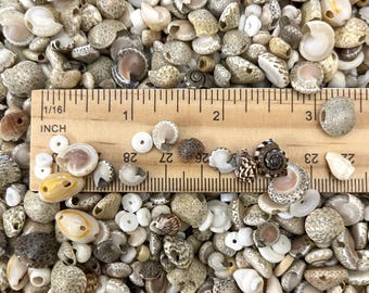 125+ Pieces, Assorted Natural Miniature Shell Beads, 6mm to 12mm, 3/16" - 1/2", White to Light Brown, Assorted Shell Types, Randomly Chosen