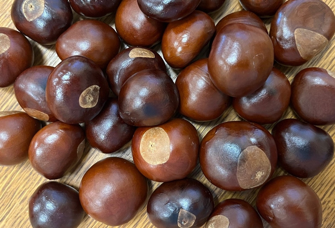 5 Natural Buckeye Nuts, Choose Small, Medium or Large, Crafting, Fall