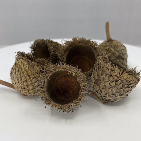 6 Jumbo Bur Oak Acorn Caps - Cleaned, Dried and Sanitized: For Crafting, Fall Decorating - Approximately 1 1/4” Long x 1 1/2” Wide