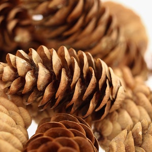 24 Natural Miniature White Spruce Pine Cones for Holiday Decorating, Christmas Wreaths, Fall Decorating - 1" to 1 1/4"