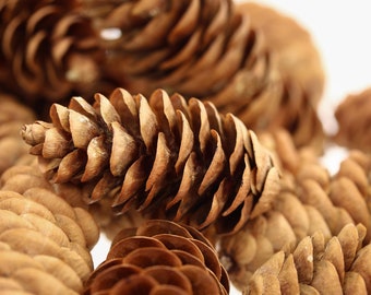 24 Natural Miniature White Spruce Pine Cones for Holiday Decorating, Christmas Wreaths, Fall Decorating - 1" to 1 1/2"