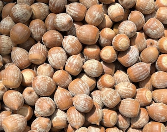 25 Natural, Southern Red Oak Acorns - Cleaned, Dried and Sanitized, For Crafting, Fall Decorating - Approximately 3/4" - No Caps