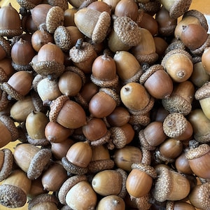 12 Large or Jumbo Northern Oak Acorns with Glued on Caps, Cleaned, Dried and Sanitized, For Crafting, Fall Decorating