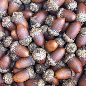 May include: A close-up image of a pile of brown acorns. The acorns are various sizes and shapes, with some having a darker brown color than others.
