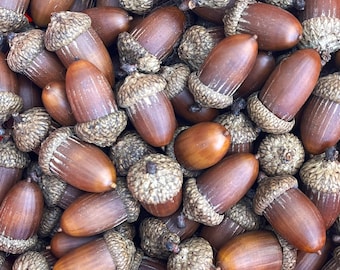 12 Extra Long, Dark Brown Oak Acorns, Glued on Caps, Cleaned and Sanitized, Crafting, Fall Decorating -  1 1/4" - 1 1/2" Long