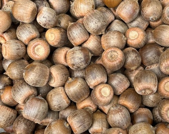 25 Natural, Northern Oak Acorns - Cleaned, Dried and Sanitized, For Crafting, Fall Decorating - Approximately 3/4" to 1" - No Caps
