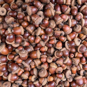 May include: A close-up shot of a pile of acorns. The acorns are various shades of brown, with a cap on top. The caps are a lighter brown and have a textured appearance. The acorns are scattered, creating a natural, earthy aesthetic.