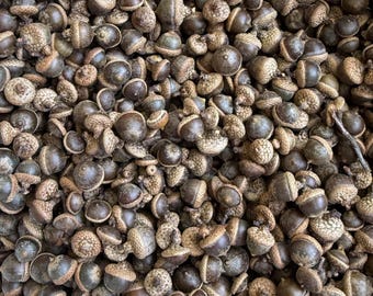 25 Natural Pin Oak Acorns - Brown with Natural Caps, Cleaned, Dried and Sanitized, For Crafting, Fall Decorating - Approx. 3/8" - 5/8"