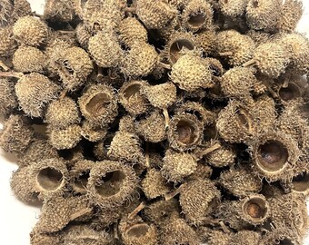 8 Small Bur Oak Acorn Caps - Cleaned, Dried and Sanitized: For Crafting, Fall Decorating - Approximately 3/4 inch to 1 inch