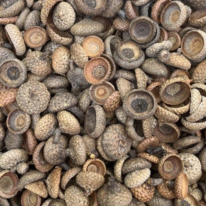 May include: A large pile of acorn caps, some with the acorn still attached, in various shades of brown and tan.