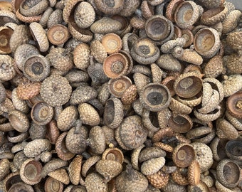 50 Natural Oak Acorns Caps, Various Sizes from 1/4" to 1” Wide, Various Depths, Crafting, Wreaths, Fall Decor, Natural Craft Projects