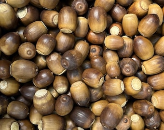 25 Natural White Oak Acorns - Cleaned, Dried and Sanitized, For Crafting, Fall Decorating - Approximately 3/4" - 1" - No Caps