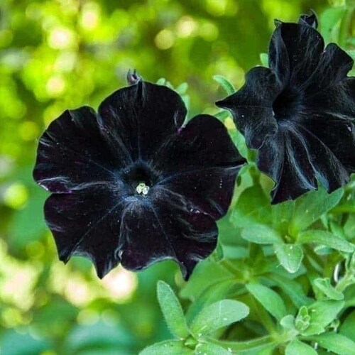 10 Black Petunia Flower Seeds Containers Hanging Baskets - Etsy
