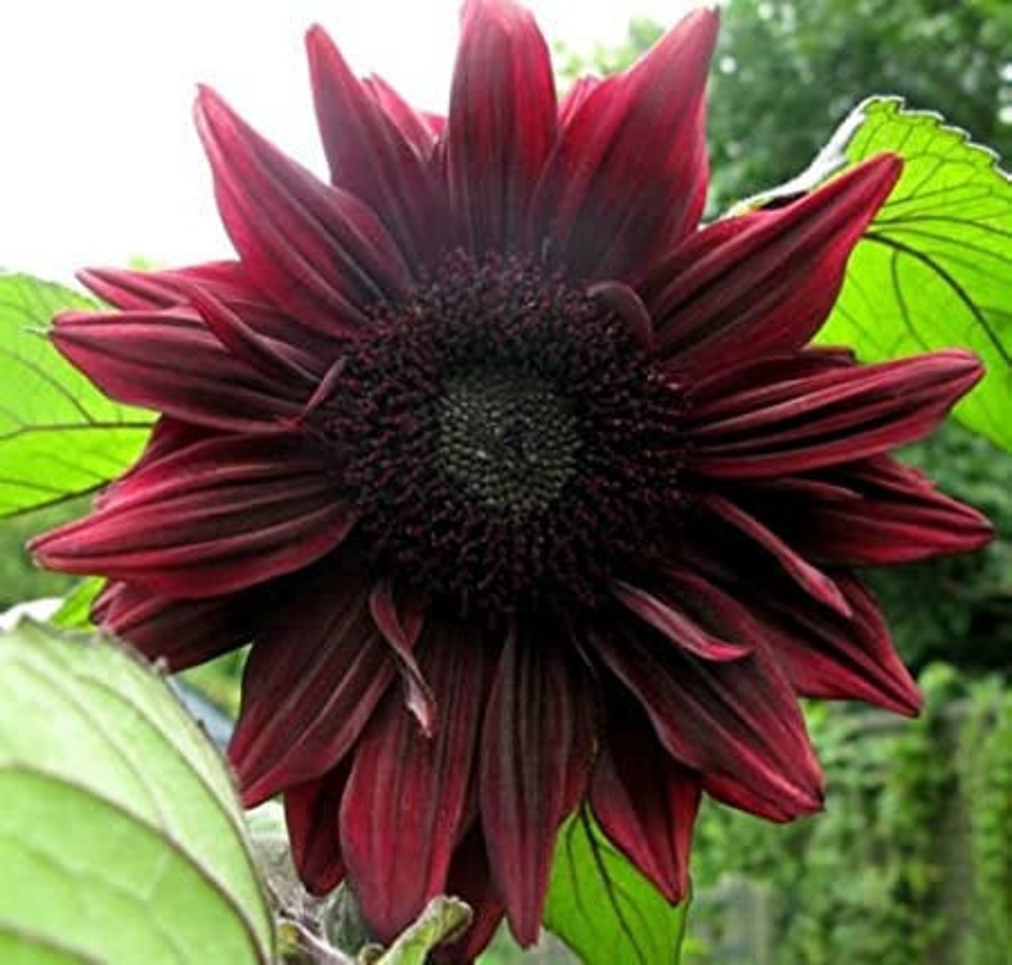 50 Fresh Velvet Queen Sunflower Black Sunflower Seeds Real - Etsy